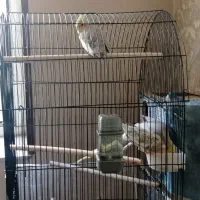 جفت عروس هلندی مولد