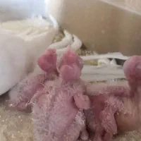 عروس هلندی آلبینو مولد