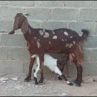 بز تکاوری