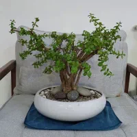 درختچه بنسای کراسولا گل وگیاه