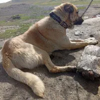 سگ پژدر گله ای