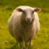 خرید و فروش گوسفند