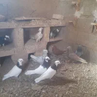 کبوتر|پرنده|ارسنجان, |دیوار