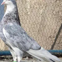 نقش|پرنده|لنجان, |دیوار