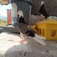 کبوتر پرشی