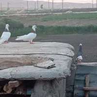 ۳عددکبوتر