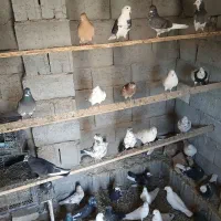 فروش گره  گیر