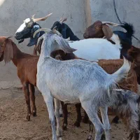 شاه بز زاییده