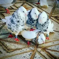 گروه خرید فروش انواع اقسام حیون در کول ایران