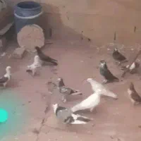 کبوتر