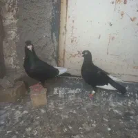 پرنده
