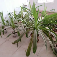 گل ذرتی