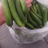 خیار|خوردنی و آشامیدنی|آبکوه, |دیوار