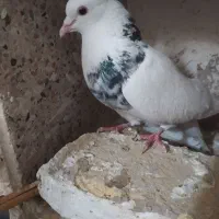 طوقی نر