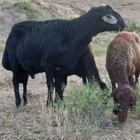۳ راس قوچ  لخت پوست گاوی پلنگی قره قزل