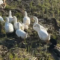 تخم نطفه دار گلین و اردک بالغ گوشتی و تخم گذار