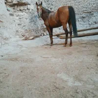 اسب مادیان یورقه