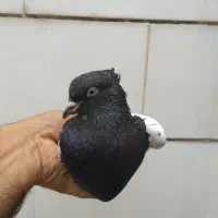 سینه سیاه ماده