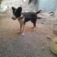 سگ نر