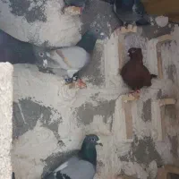 ده جفت کفتر
