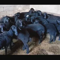بره ماده قره قزل گوسفند میش قوچ شیشک افشار