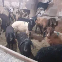 گوسفند زنده
