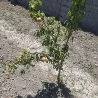 چاردیواری-بادرخت