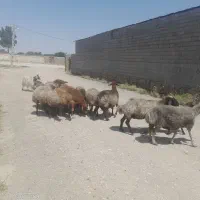 گوسفند میش