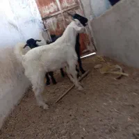 کهره نر