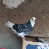 کبوتر