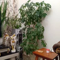 گلدانهای طبیعی اپارتمانی
