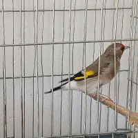 سهره داغ سر