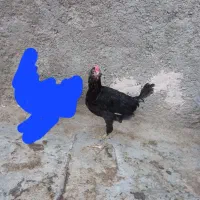خروس گلین