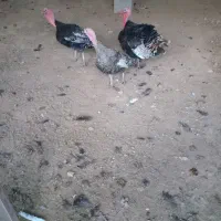 چوری و قاز بو قلمون فروشی هستن