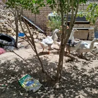 جوجه غاز