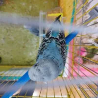 جوجه مرغ عشق۳ ماهه