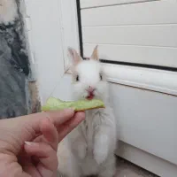 بچه خرگوش