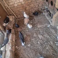 کبوتر خوش رنگ