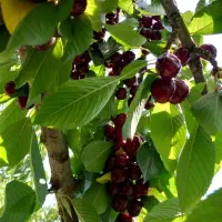 گیلاس درجه یک