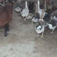 غاز