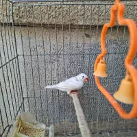 فنچ نر