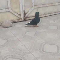 جفت دمسفید