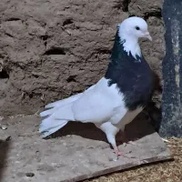 طوقی سیاه کاکل