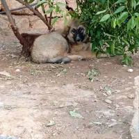 توله سگ 2 ماهه ماده نگهبان باهوش