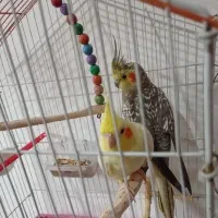 عروس هلندی جفت تخم گذار