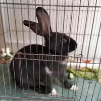 بچه خرگوش