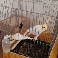 عروس‌هلندی