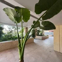 گل زیبا و غول پیکر بابا آدم