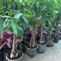 گل پاچیرا بنسای
