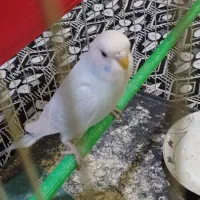 مرغ عشق